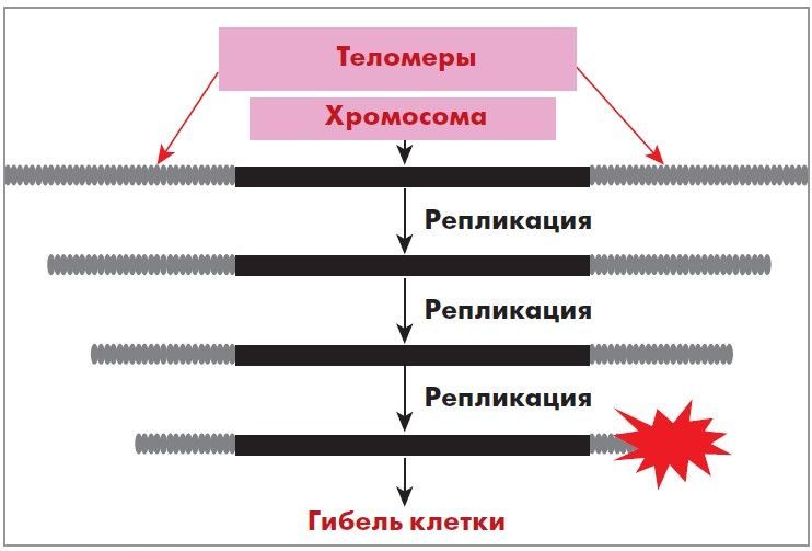 Система «теломеры-теломераза» как молекулярно-генетический индикатор ...