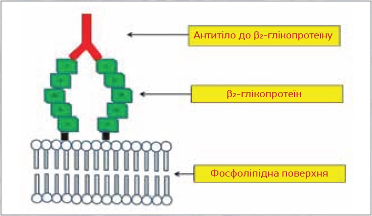 Рис. 1. β2-глікопротеїн I складається з п’яти гомологічних доменів (домен V зв’язується з аніонною фосфоліпідною поверхнею, тоді як антитіла до β2-глікопротеїну I – з доменом I)