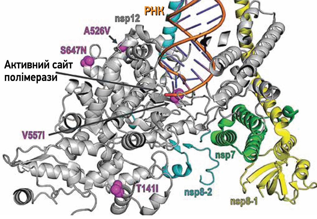 Рис. 9. Розташування змін амінокислот у NSP-12 реплікаційного комплексу SARS-CoV-2,  які виникли тільки на тлі лікування молнупіравіром