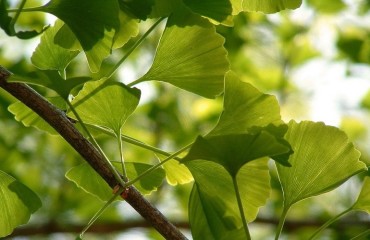 Роль гінкго білоба у профілактиці та реабілітації хворих з ішемічним інсультом: клітинні та молекулярні механізми нейропротекції