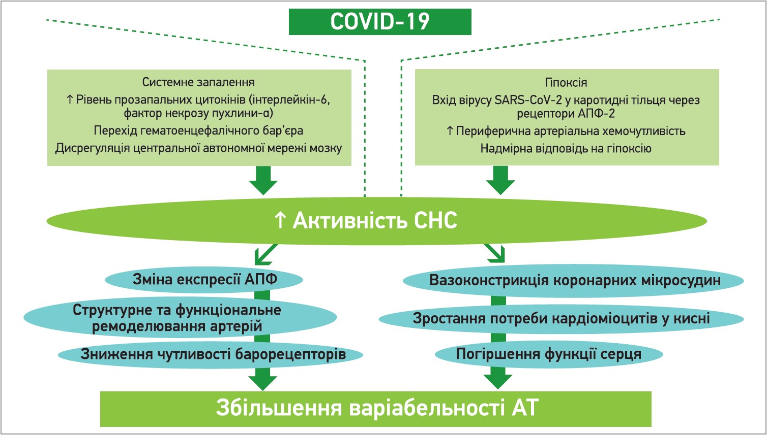 Рис. 1. Імовірний механізм зв’язку між COVID-19 і варіабельністю АТ